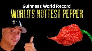 Guinness World Record World's Hottest Pepper Carolina Reaper