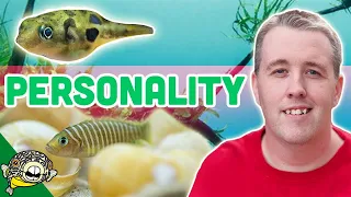 SMALL fish with BIG personality! 10 Gallon Aquarium Ideas