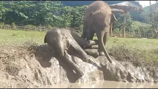 These Two Baby Elephants Love To Having Fun On The Mud Slide - ElephantNews