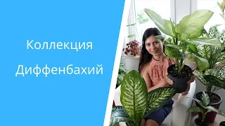 4 сорта Диффенбахий: уход после покупки и прирост за два месяца🌱