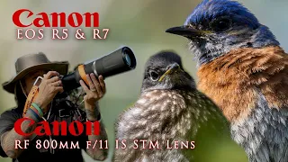 Bluebirds - Canon R5 & R7 using the amazing 800mm. F11 lens 📷.. and other treasures!!!