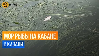 Массовый замор рыбы произошёл на озере Средний Кабан в Казани