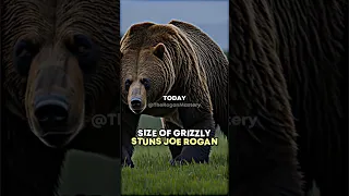 Joe Rogan: The Biggest Grizzly Bear In The World #joerogan #bear