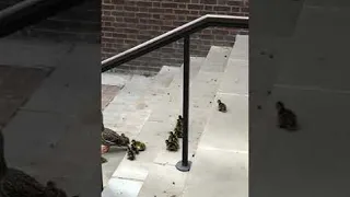 Ducklings Follow Mother Duck down Stairs || ViralHog