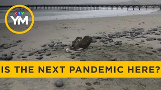 Could an H5N1 pandemic be worse than COVID? | Your Morning