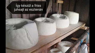 Juh sajt készül  a farkaslaki esztenán