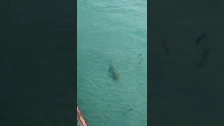 reef sharks - Sun Island Resort & Spa - Nalaguraidhoo - Maldives