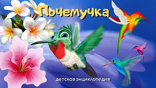 0+ Какие птицы летают задом наперед? Почемучка. Детская энциклопедия.