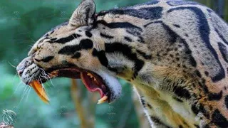 🐆 CLOUDED LEOPARD ─ Saber-Tooth Cats Still Exist ! 🐆