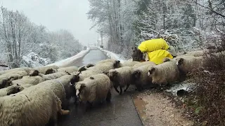 Nomadic shepherds of Bosnia