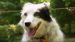 Dog Understands 1022 Words! | Super Smart Animals | BBC Earth