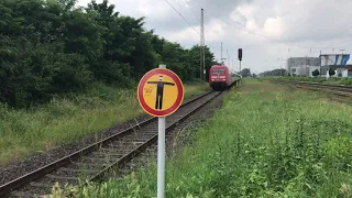 Er musste Notbremse machen weil ein Hund auf die Gleise gesprungen ist