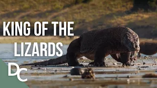 The King Of Lizards | The Komodo Dragon | 1000 Days For The Planet | Documentary Central