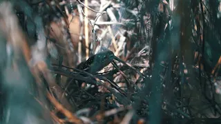 Snake On The Hunt In Sardinia Island