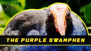 Meet The Purple Swamphen, The Swamp And The Rice Field Birds - 4th Episode