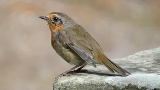 Friendly robin bird at Ruthin Castle Denbighshire Wales UK 7.8.20