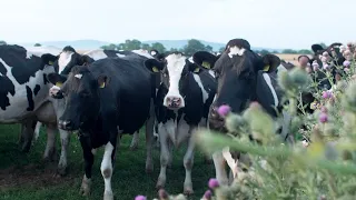 Ór-Real Irish Butter