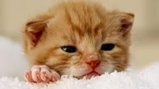 Soothing Music For Kittens and Anxious Puppies ♥♥♥ Relaxing and Calming Music For Sleeping Pets