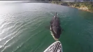 Paddle boarder has surprise encounter with killer whale