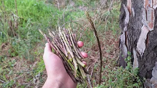 Recolectando ESPARRAGOS SILVESTRES 🌲💥⛰️ #esparragos #silvestres #nature #esparraguera #monte #fyp