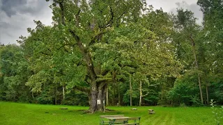 #amazing #oldest #oaktree #europe #europeancountry #naturelovers #unbelievablefacts #beautiful