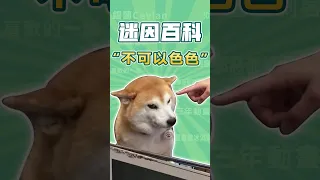 網路上很火的“不可以色色柴犬”是什麼迷因? #shorts #memes #迷因