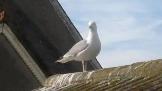 seagull laugh