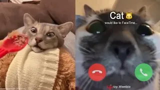 BEST DANK CAT MEMES COMPILATION OF 2020 Part 17 (From TikTok)