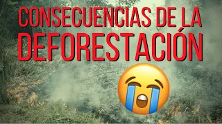 Las TERRIBLES CONSECUENCIAS de la DEFORESTACIÓN 😩 🍃