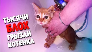 Спасение грустного котенка от блох. Котенок ищет дом / SANI vlog