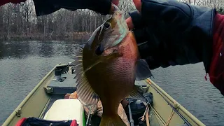 CATCHING WINTER BREAM on a Beetle spin.  Bluegill fishing