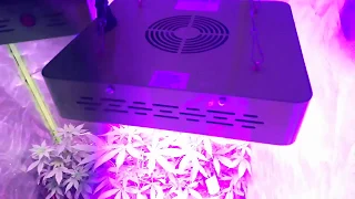 Auto mazar by dutch passion mars hydro reflector 48 led grow