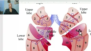 Anatomy of the thorax 2023 in Arabic(Lung , part 4), by Dr. Wahdan