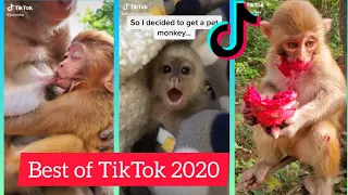 Baby Monkey TikToks to Cure Boredom - TikTok Compilation 2020