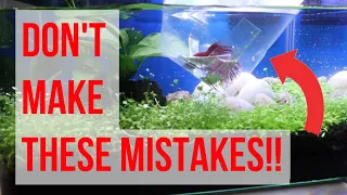 How to Acclimate Betta Fish (Do THIS to Avoid Sick Fishes)