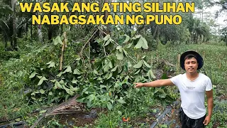 GRABE ANG BAGYO WASAK LAHAT PATI PUNO NG SAGING WASAK AT SILIHAN