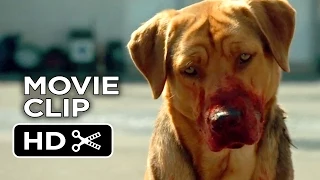 White God Movie CLIP - Dog Pack (2014) - Drama HD