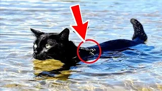 The girl pulled the cat out of the river and screamed in fear! She didn't believe in this!