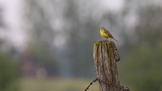 Pola tętniące życiem/CZYTA KRYSTYNA CZUBÓWNA