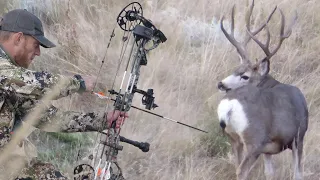 Bow Hunting Mule Deer｜Public Land Spot and Stalk with Dan Pickar