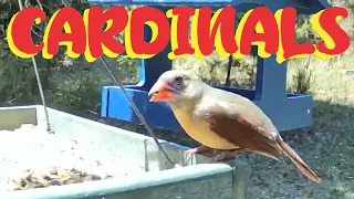 Female Cardinals Redbirds Wildlife Live TV Bird Feeder Cam LIVE BIRDWATCHING Birding Red Birds CatTV