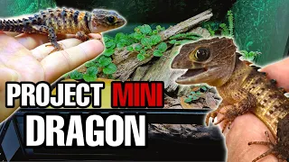 White Eyed Crocodile Skink UPDATE + REHOUSING! PROJECT MINI DRAGON