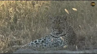 Pt 1 Safari Live's Sunrise Safari Drive at 6:30 AM on May 08, 2018 ( Xidulu, Wild Dogs )