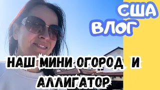 США Наш мини огород / МАРАКуйя растёт / Аллигатор / Флорида