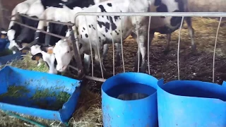 Come creare box vitelli "Low Cost" e non solo