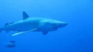 Shark in the Azores giving me the eye! by Neil Merry