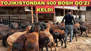 2500 DAN 60 KG TOJIKISTON QO‘ZILARI