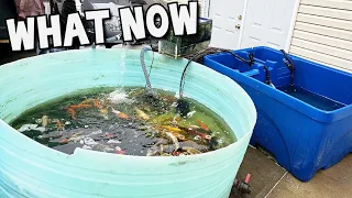 Preparing For The Ultimate Backyard Koi Pond and Moving Some Beautiful Fish