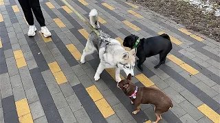 ASMR Dogs morning routine / Утро моих собак