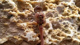 Dragonfly world Sky Hunters The World of the Dragonfly